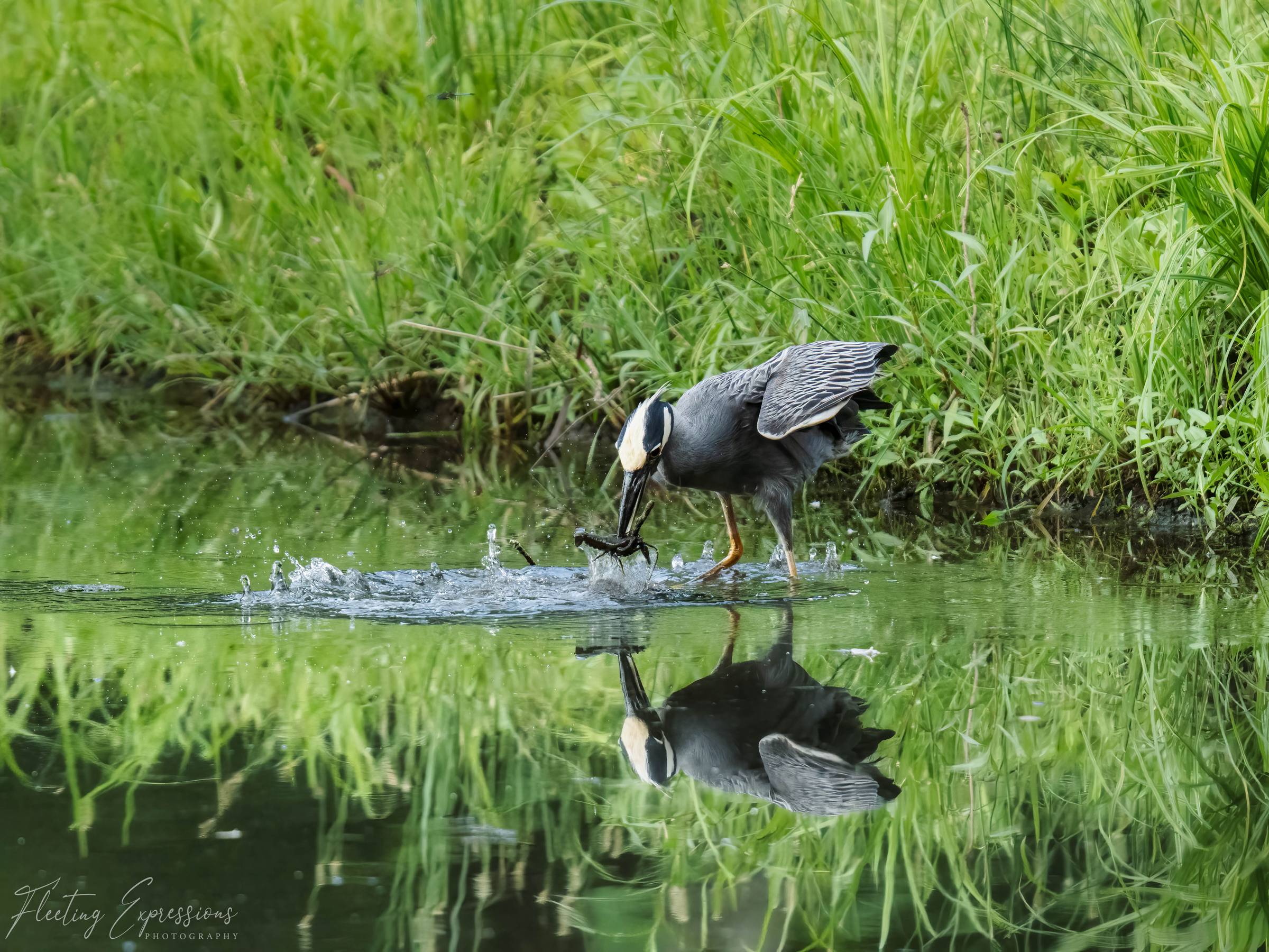 A yellow-crowned night heron splashes in shallow water with a crawfish in its bill, its reflection mirrored below.