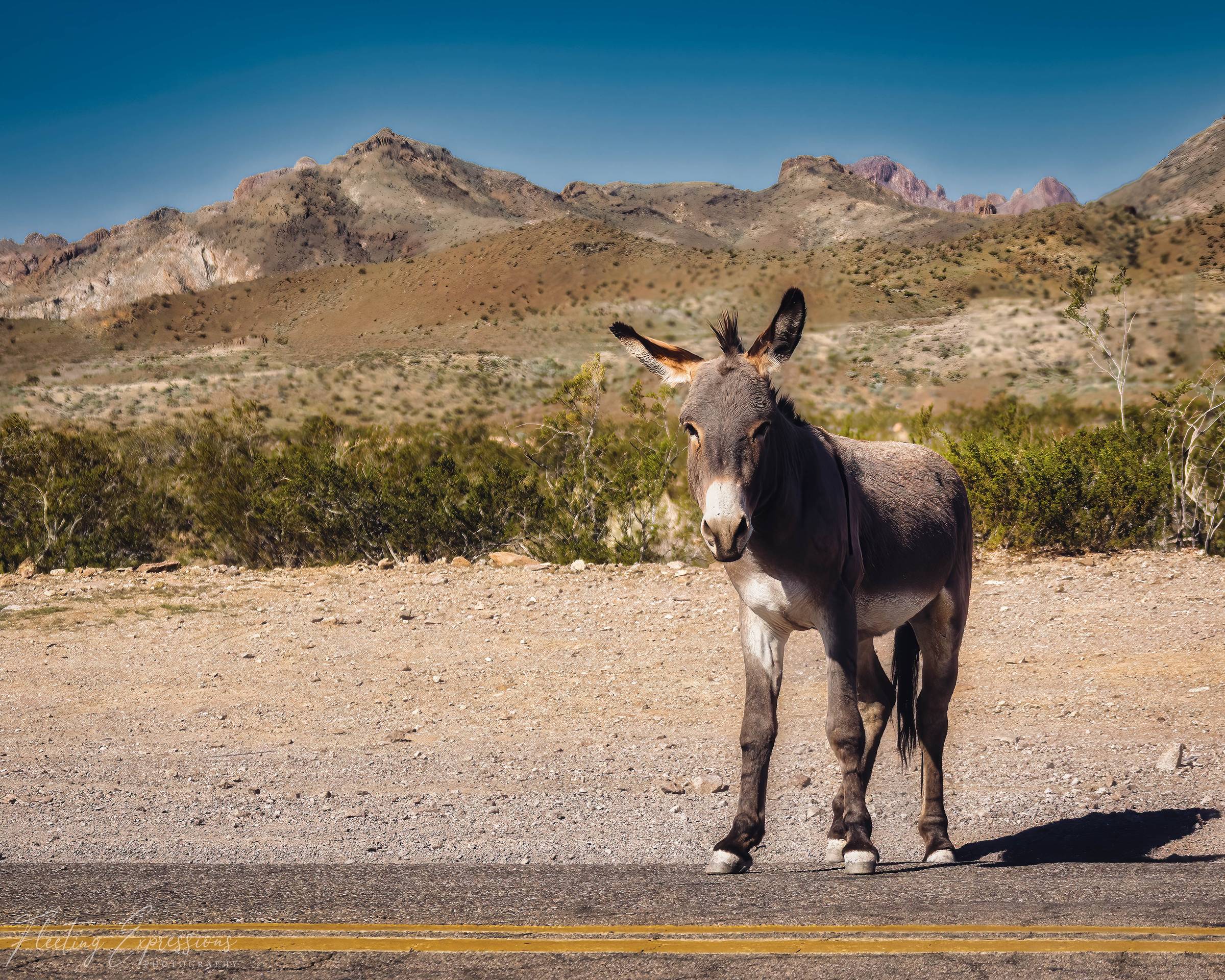 A gray burro with a white muzzle stands on a desert road beside the double yellow line, with rocky mountains and blue sky behind it.