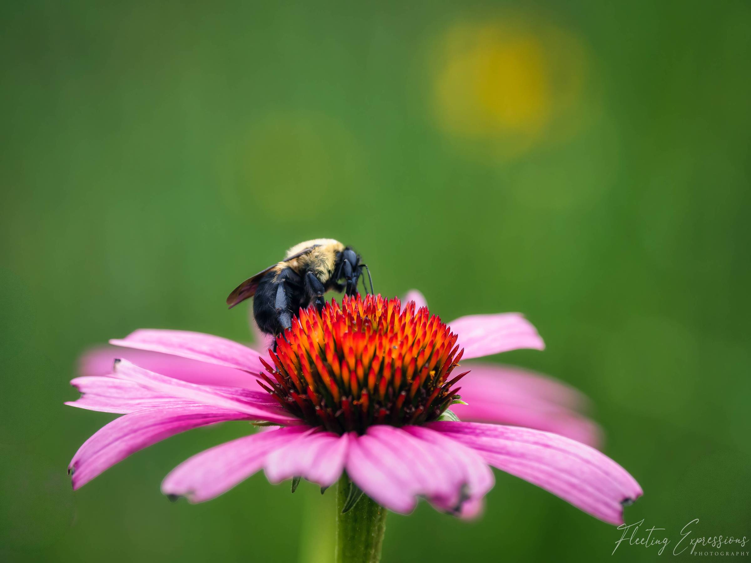 A bumblebee perched on the orange center of a pink coneflower against a soft green background.
