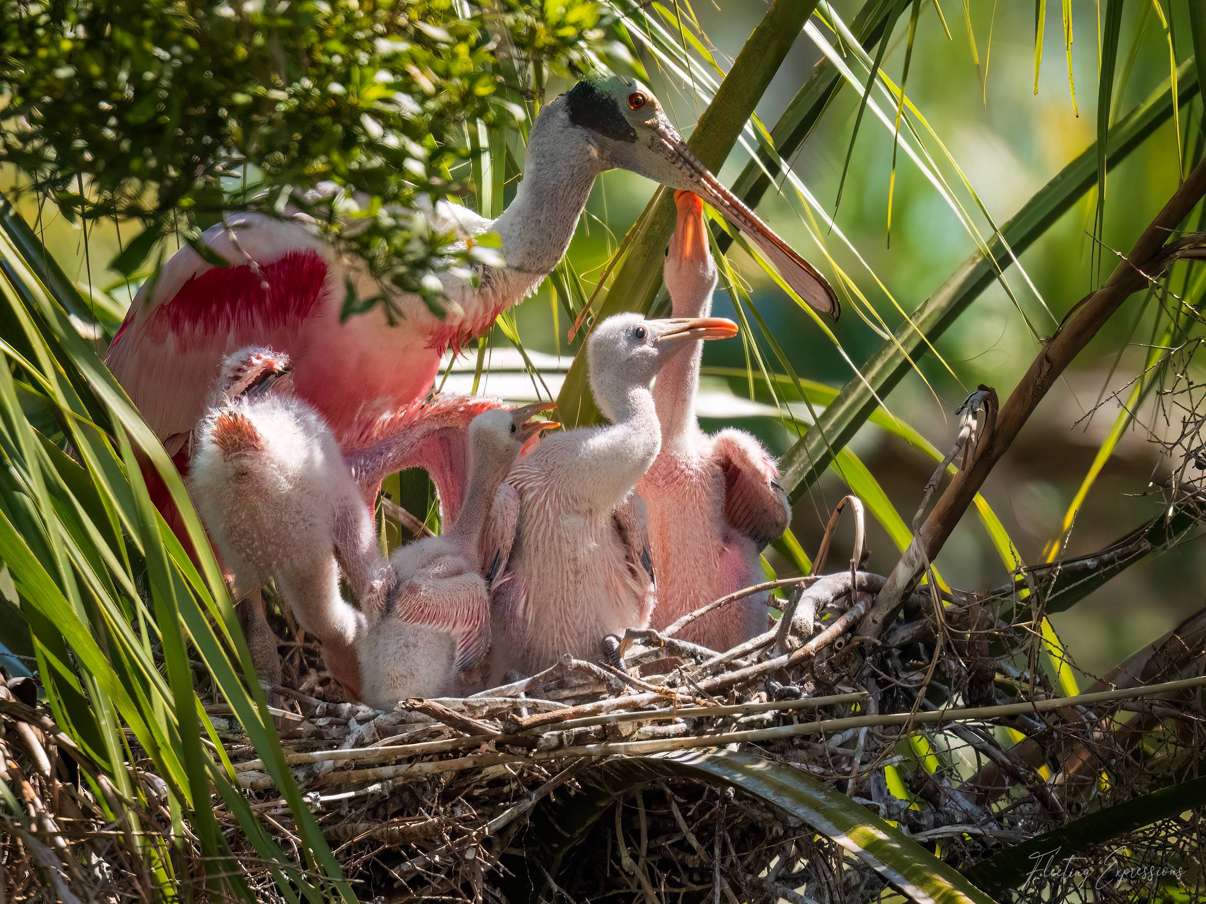 roseate spoonbill and chicks nested in a palm tree