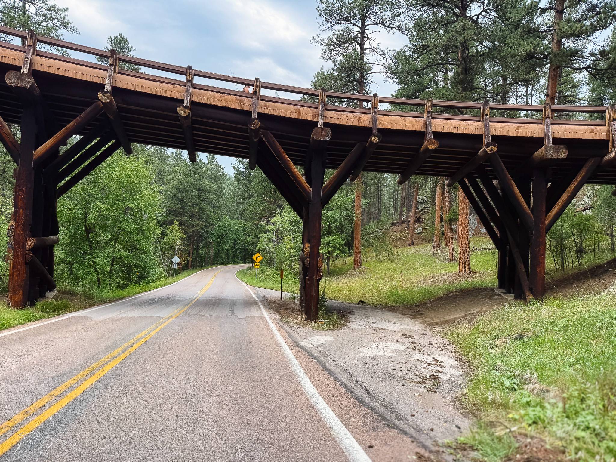 A weathered wooden bridge arching over a paved forest road, supported by heavy timber trusses, with pine trees on both sides. 