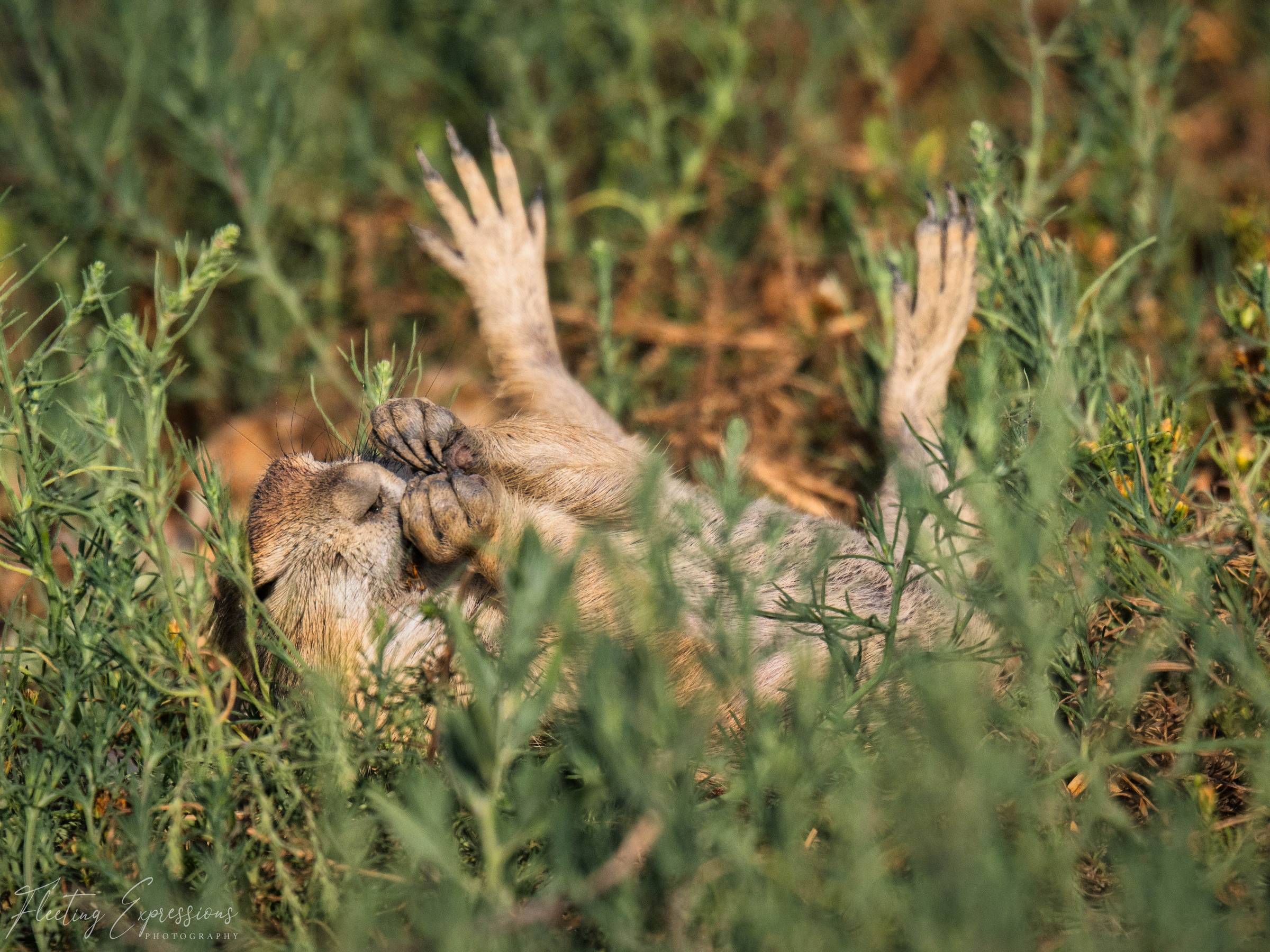 Prairie dog lying on its back in green grass, front paws raised in the air mid-roll.