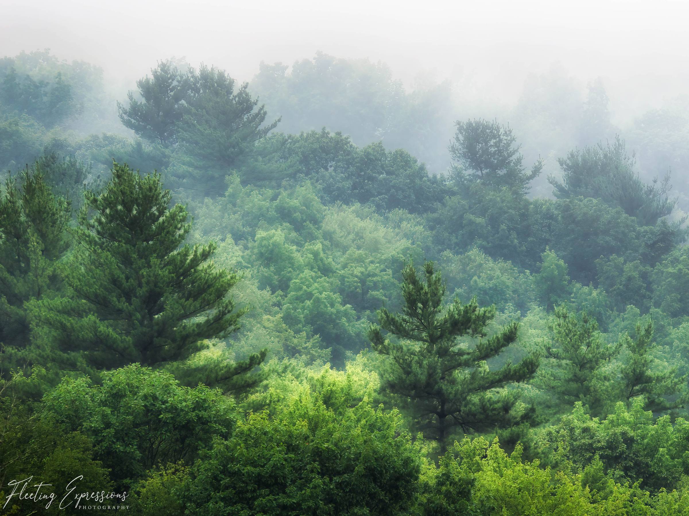 Green tree tops in all shades with fog layered through 