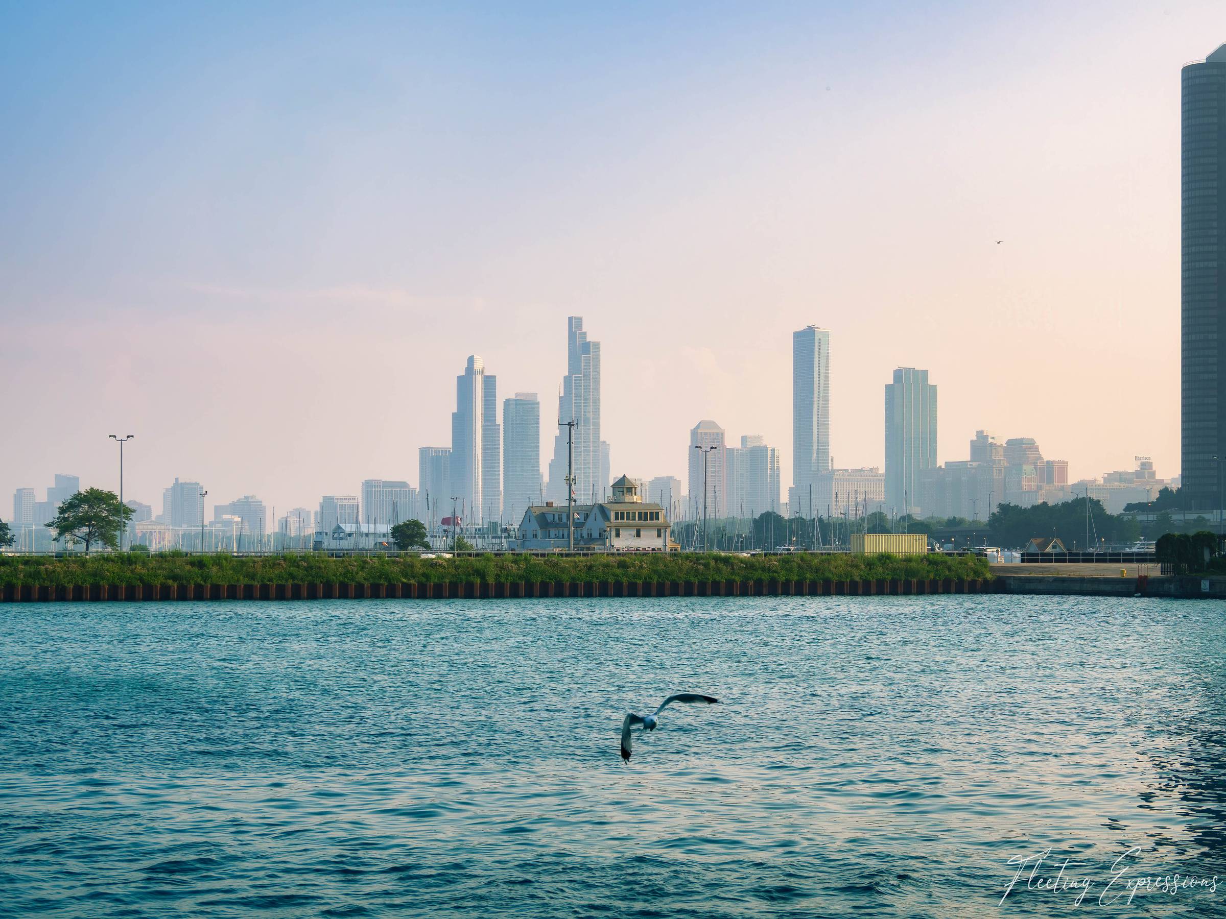 A seagull dives low over Lake Michigan as Chicago's skyline glows in soft evening light beyond the marina.