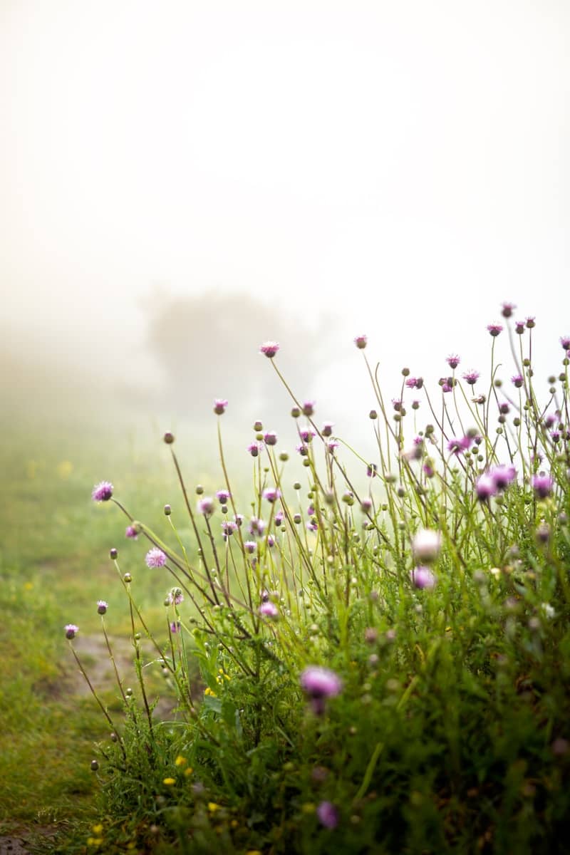 Thistles bloom in a foggy field.
