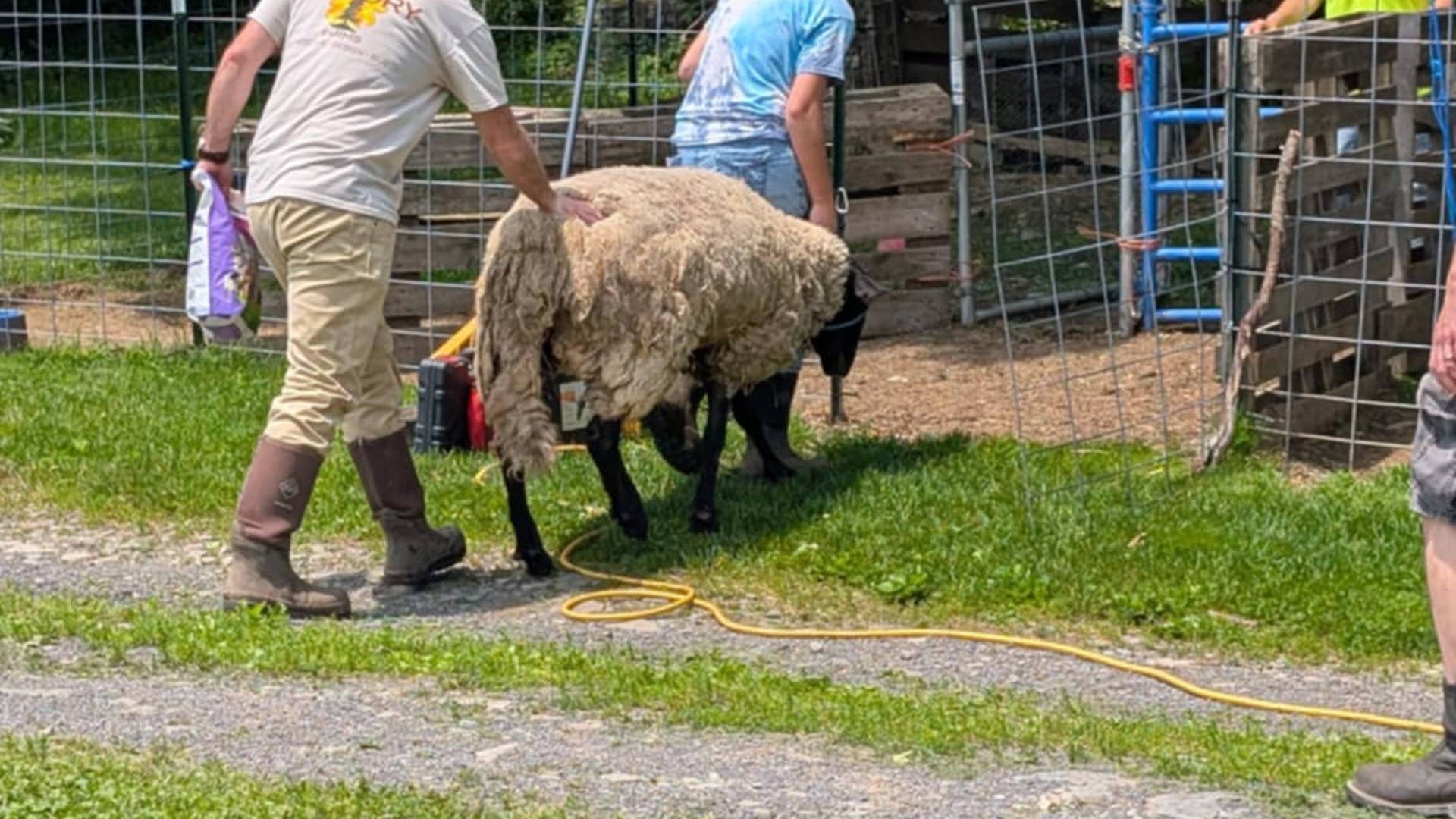 sunshinefarmsanctuaryinc@gmail.com