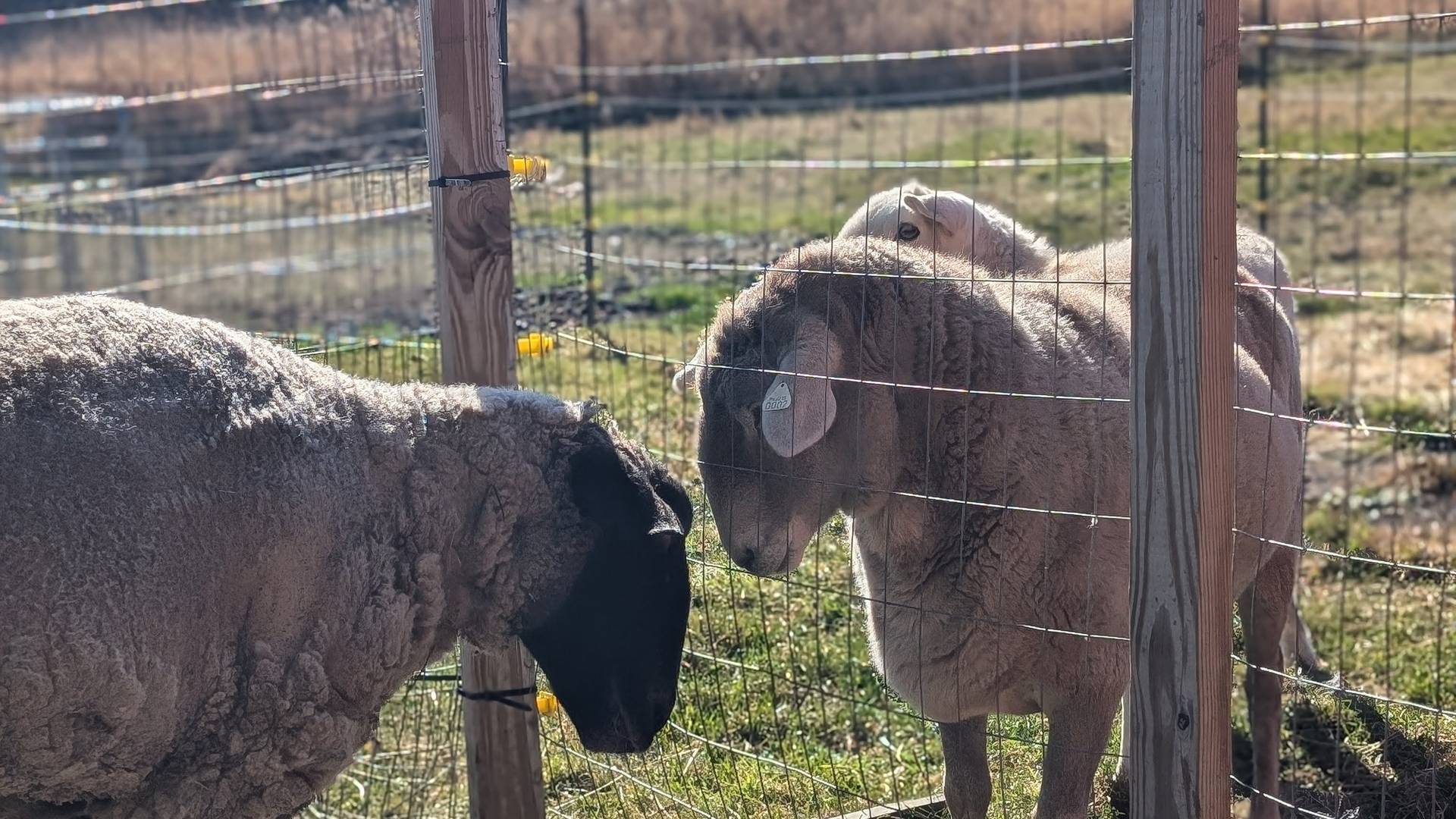 sunshinefarmsanctuaryinc@gmail.com
