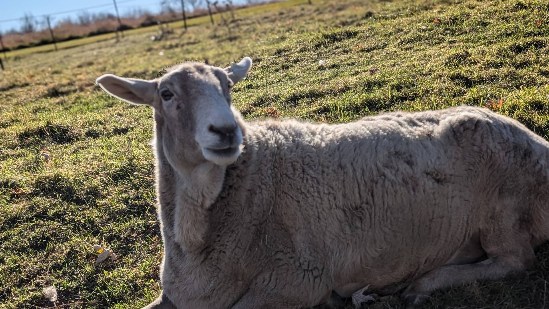 sunshinefarmsanctuaryinc@gmail.com