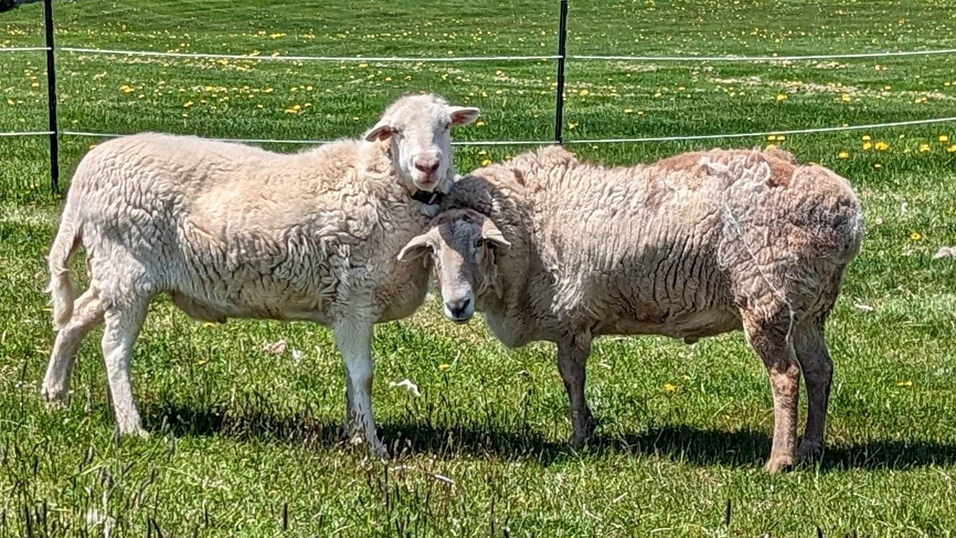 sunshinefarmsanctuaryinc@gmail.com