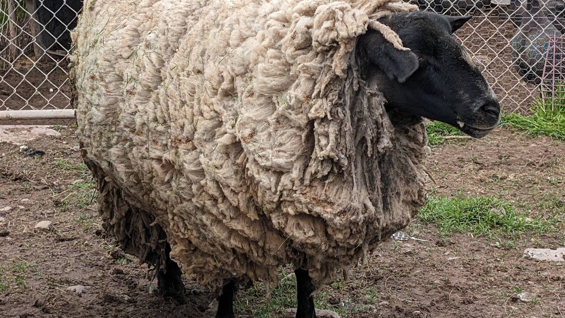 sunshinefarmsanctuaryinc@gmail.com