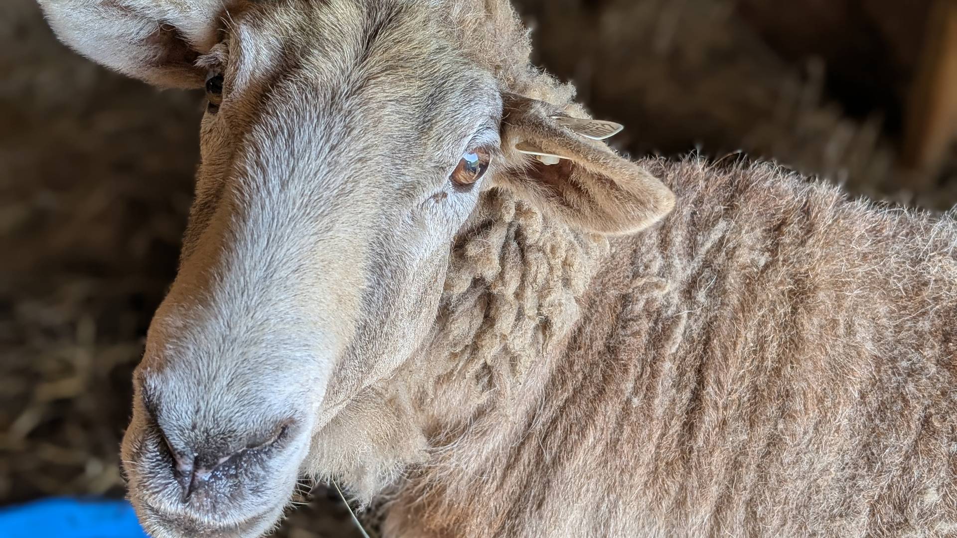 sunshinefarmsanctuaryinc@gmail.com