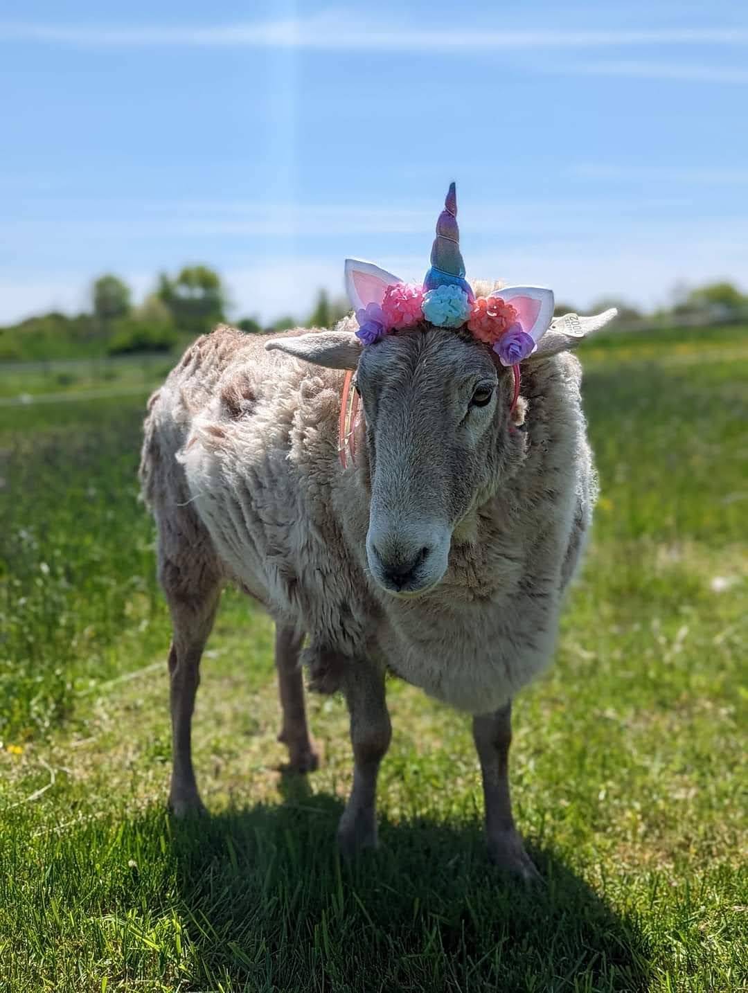 Honoring Fred and New Sheep 