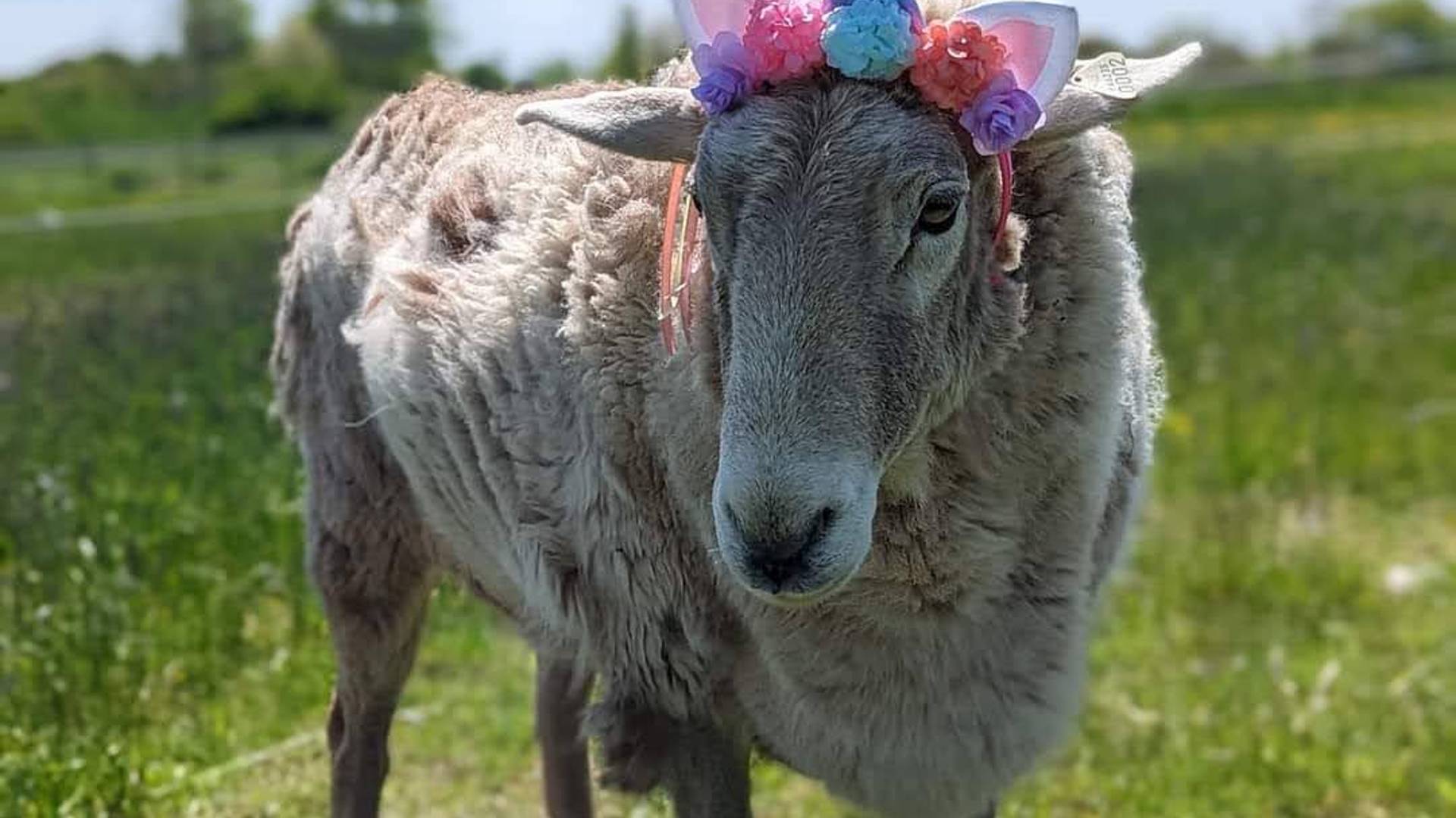 sunshinefarmsanctuaryinc@gmail.com