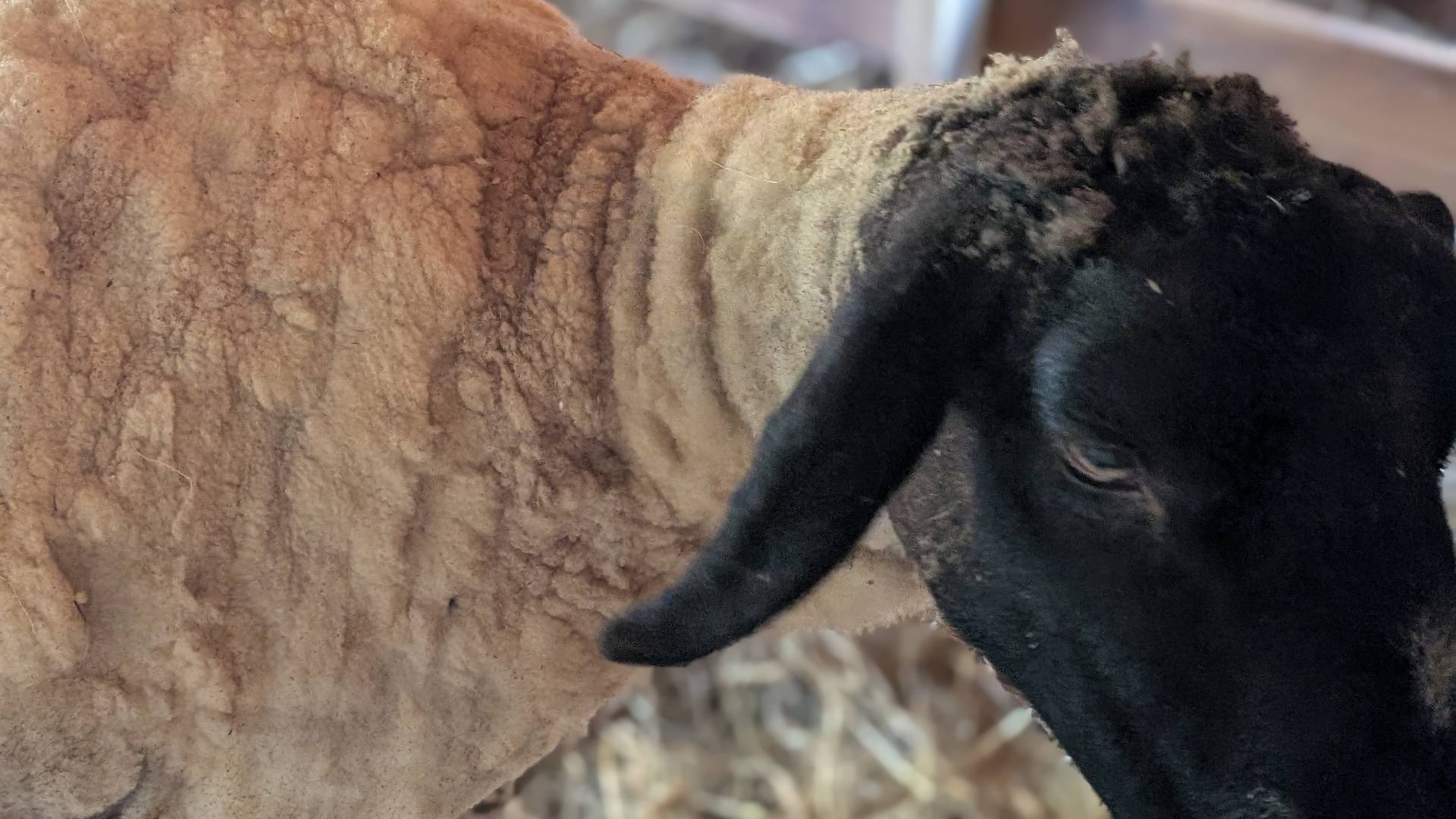 sunshinefarmsanctuaryinc@gmail.com