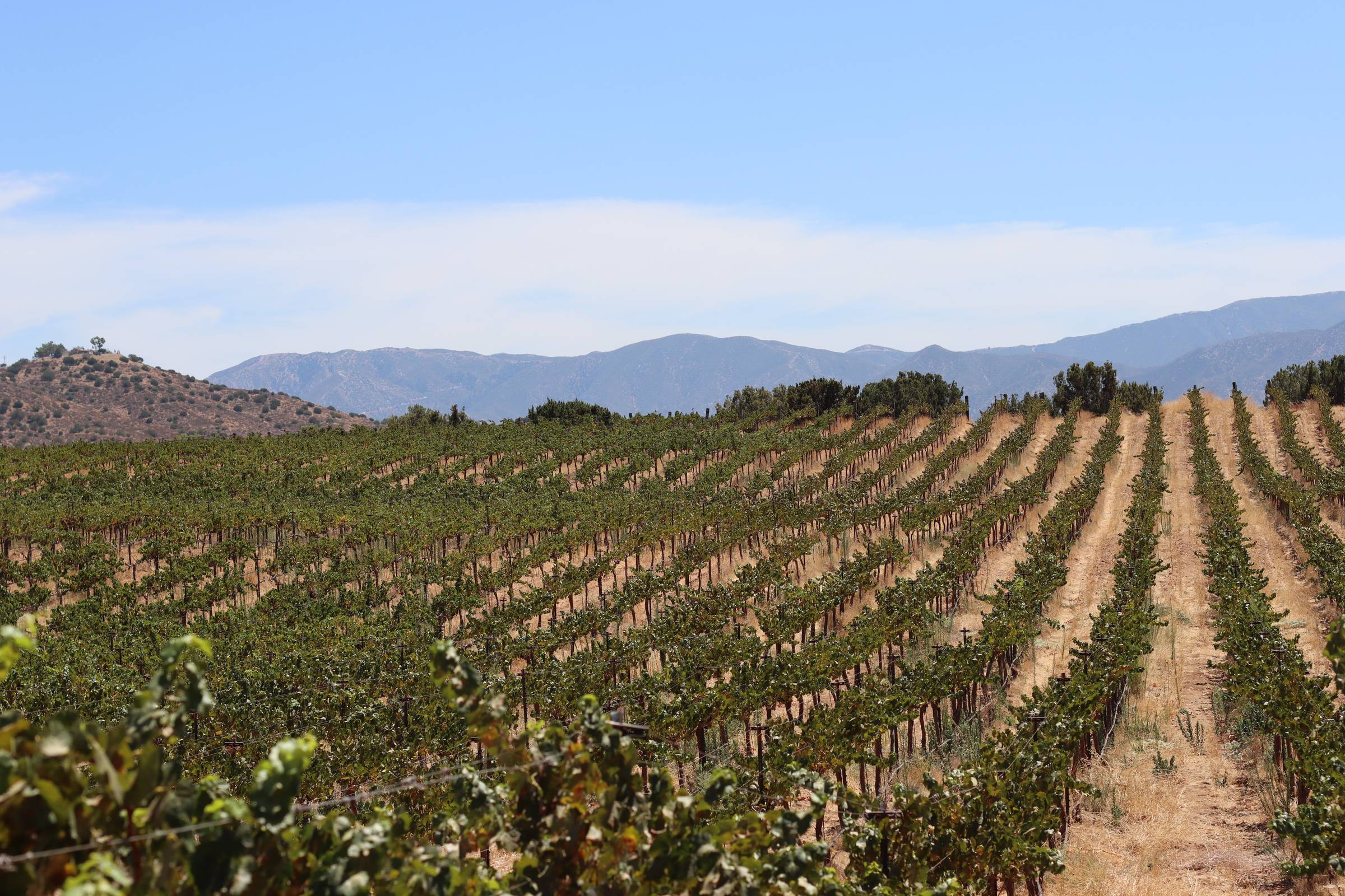 Rows of grapevines on a gentle slope with dry hills and mountain ridgelines behind