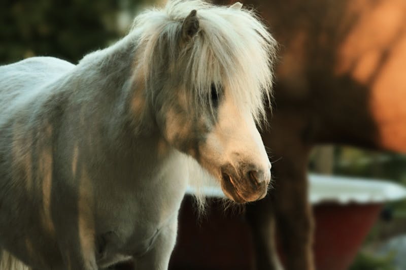 A white horse standing next to a brown horse