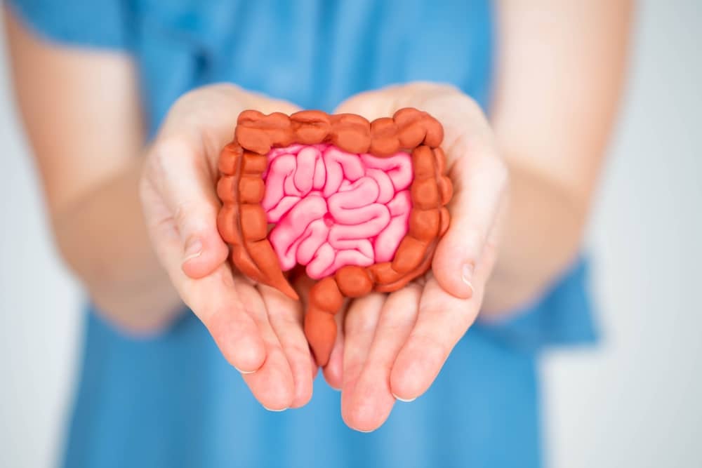 Guide to gut and immune health