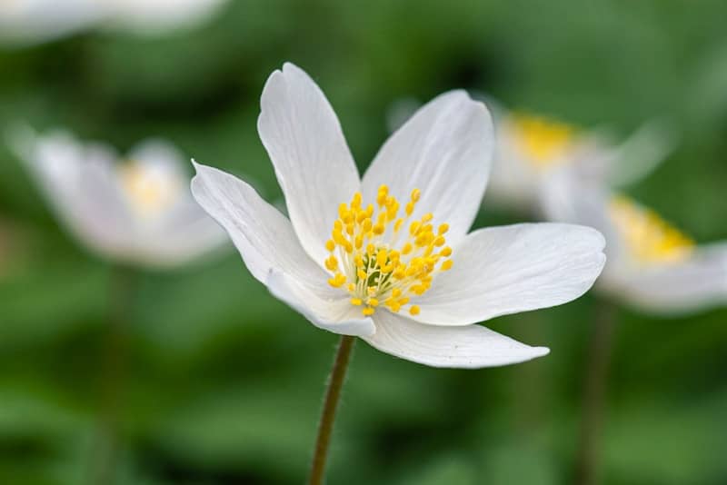 Delicate white flower with yellow center and green background