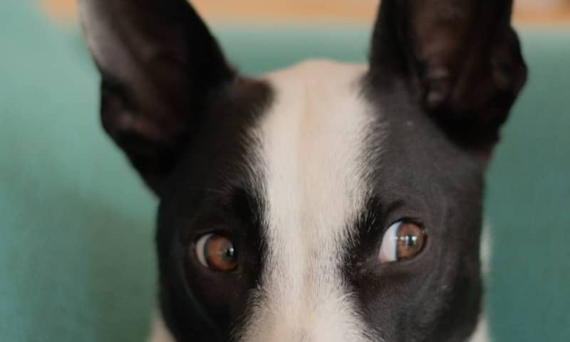 dog's face