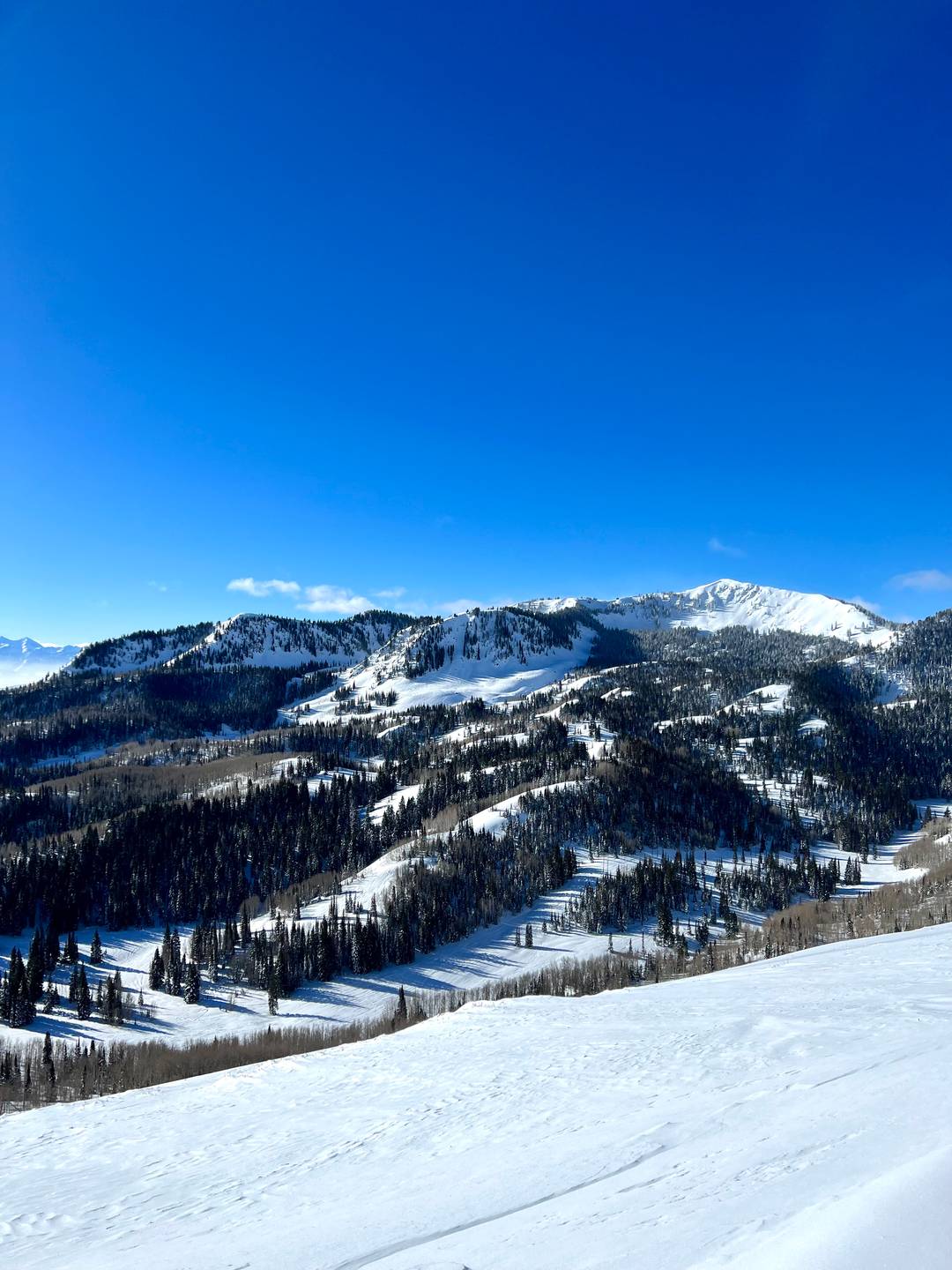 Park City Mountain ski runs and pine trees