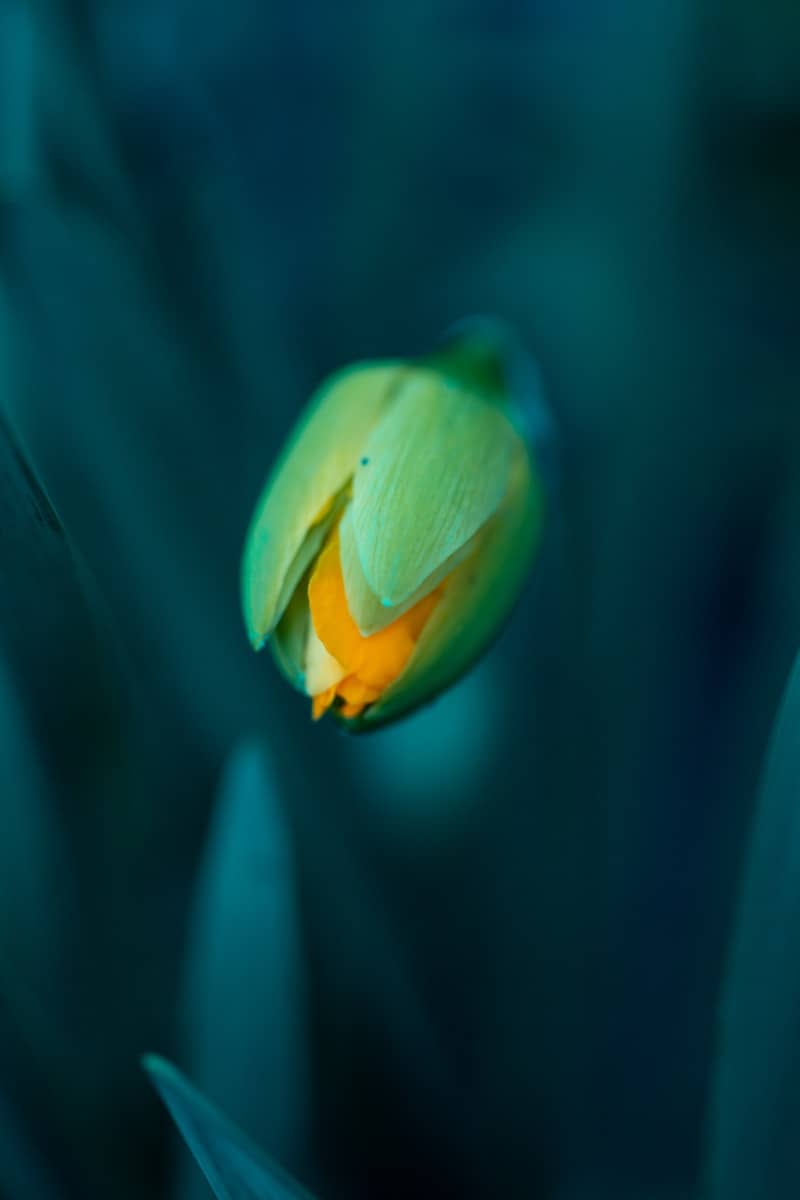 A yellow tulip bud in deep green leaves.