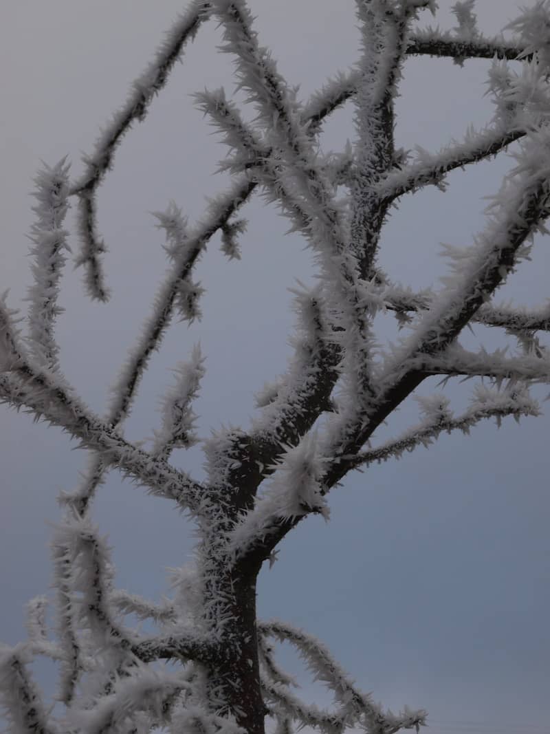 Tree branches covered in frost against a gray sky.