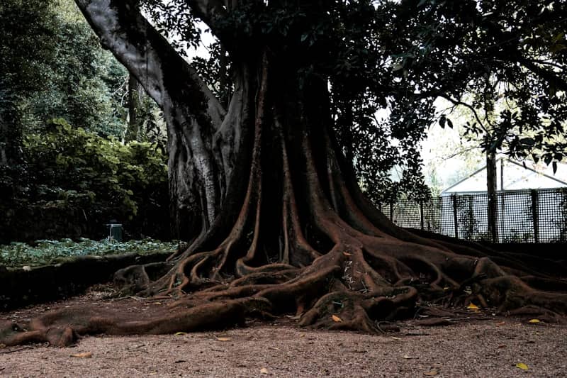 A large tree with very large roots in a park