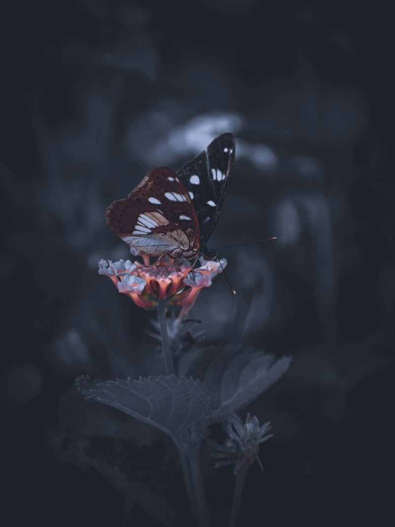 A butterfly sitting on top of a flower