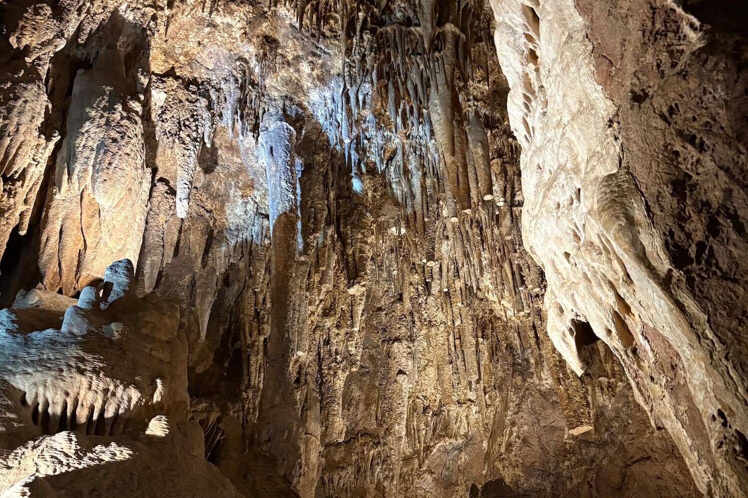 Interior of Colossal Cave showing dense clusters of stalactites hanging from the ceiling, illuminated in warm amber and soft white light, with textured rock walls and layered formations creating a rugged, uneven cavern surface.