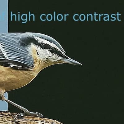  A brightly-colored blue bird on a tree branch stands in stark contrast to a background divided vertically into swaths of solid blue and black. The text 'high color contrast' is written above the bird. 