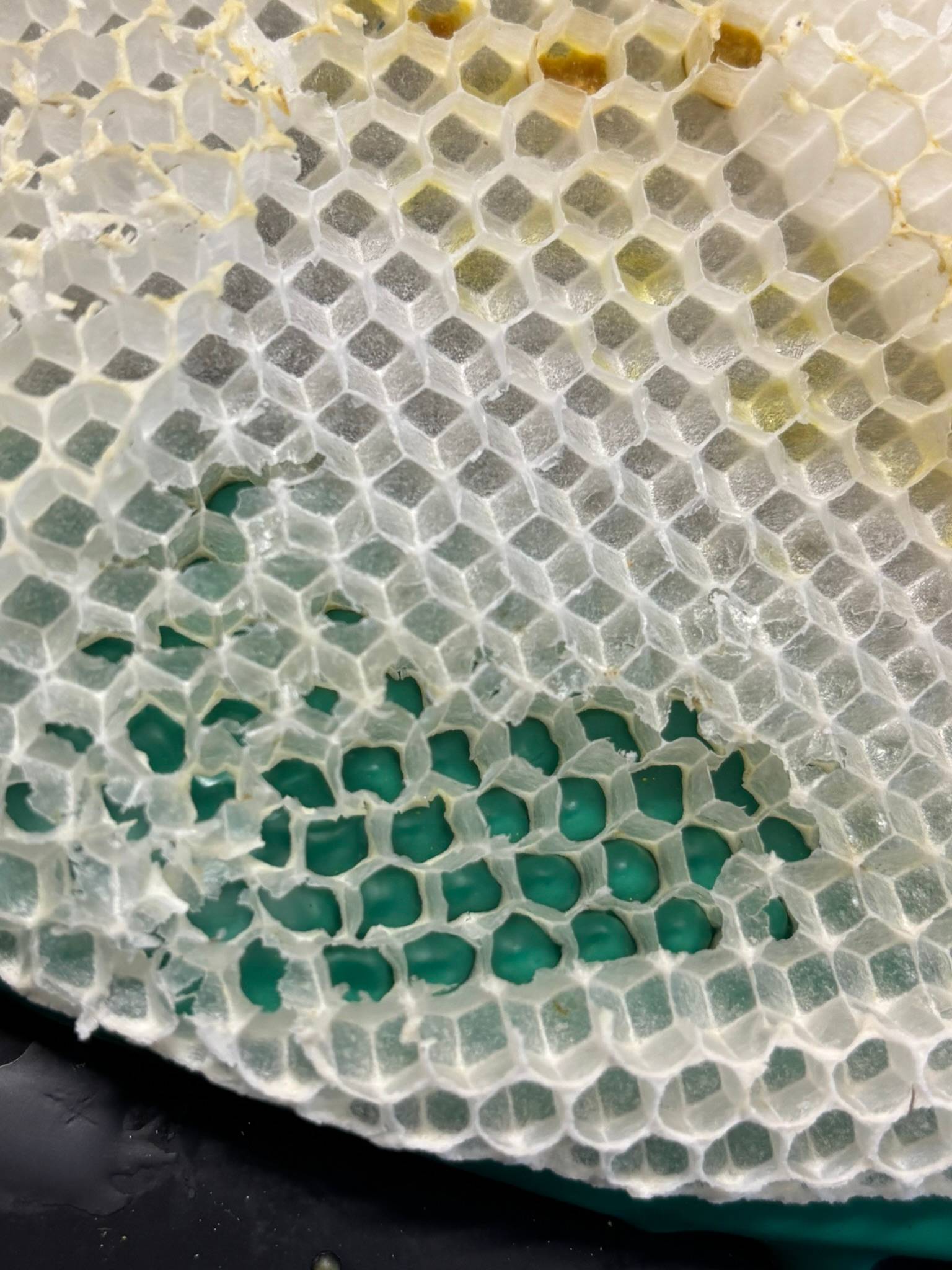 Close-up of a fragile honeycomb resting on a teal encaustic panel, showing the delicate hexagonal wax structure of the comb against the smooth painted surface below. The honeycomb was left behind by a bee colony removed from Nancy Fritz's former home and 