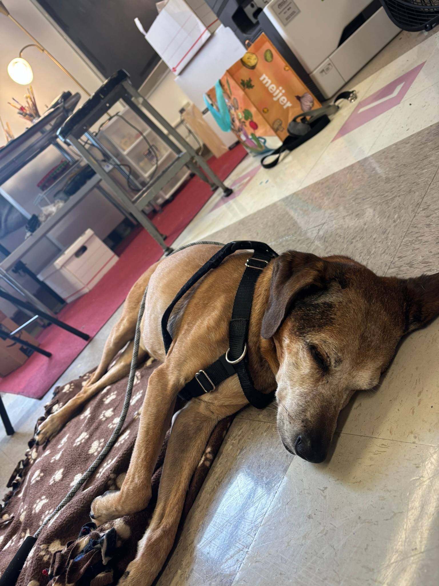 Huxtable, Nancy Fritz's senior studio dog, sleeping peacefully on a paw print blanket on the floor of the new shared studio space at Studio Vwazen in Fort Wayne, Indiana. Art supplies and studio equipment are visible in the background.