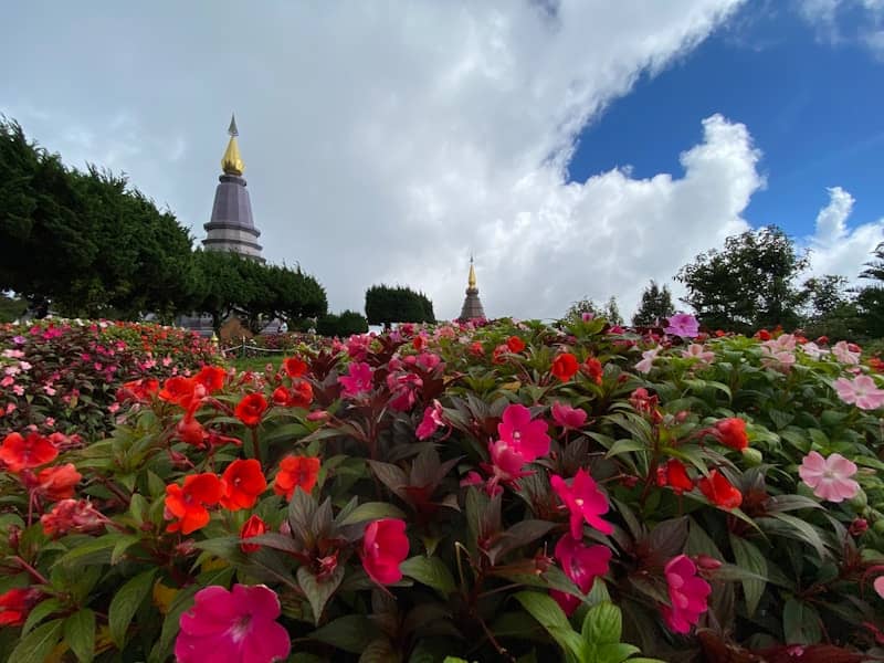 a field of flowers with a spire in the background