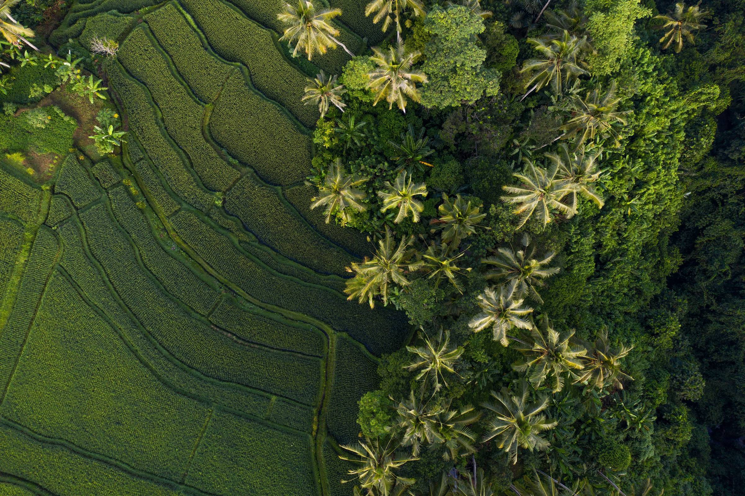 rice fields ubud