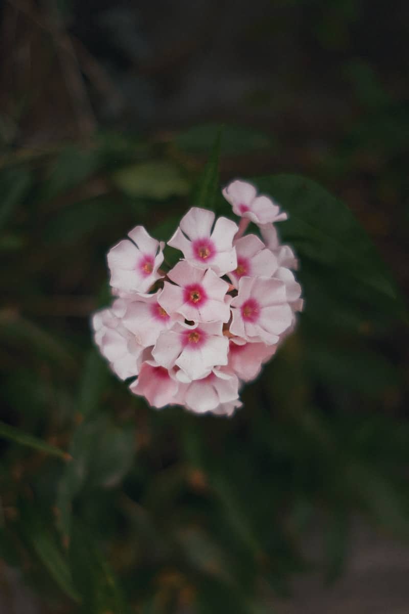 Cluster of delicate pink flowers with dark centers