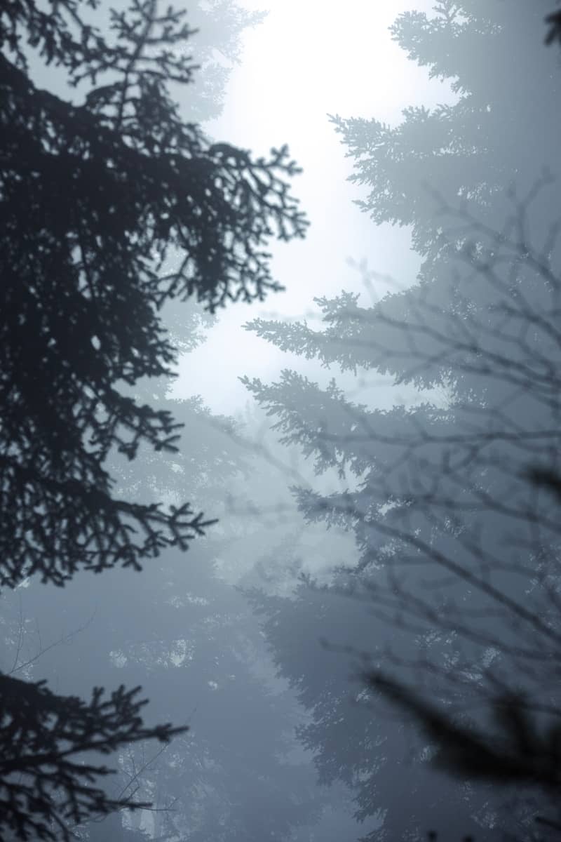 Misty evergreen forest with silhouetted branches.