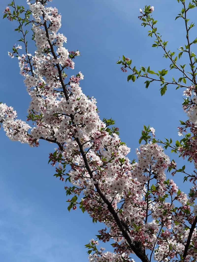 Cherry blossoms bloom against a clear blue sky.
