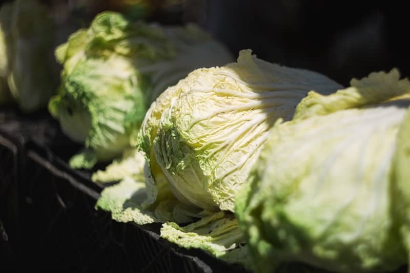 Several heads of fresh napa cabbage lined up