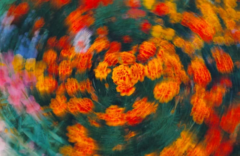 Orange and yellow marigolds in a swirling motion blur against a dark green background