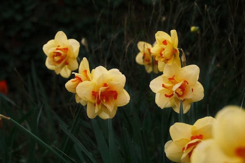 Yellow daffodils with orange centers bloom in spring.