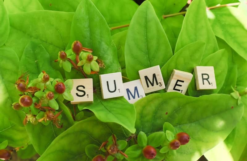 Letter tiles spelling the word 'summer' balancing on the leaves of a St John's Wort plant in the summer sun.