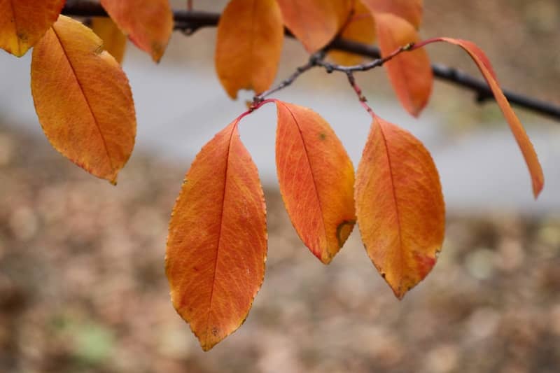 Orange and red autumn leaves hanging from a thin branch