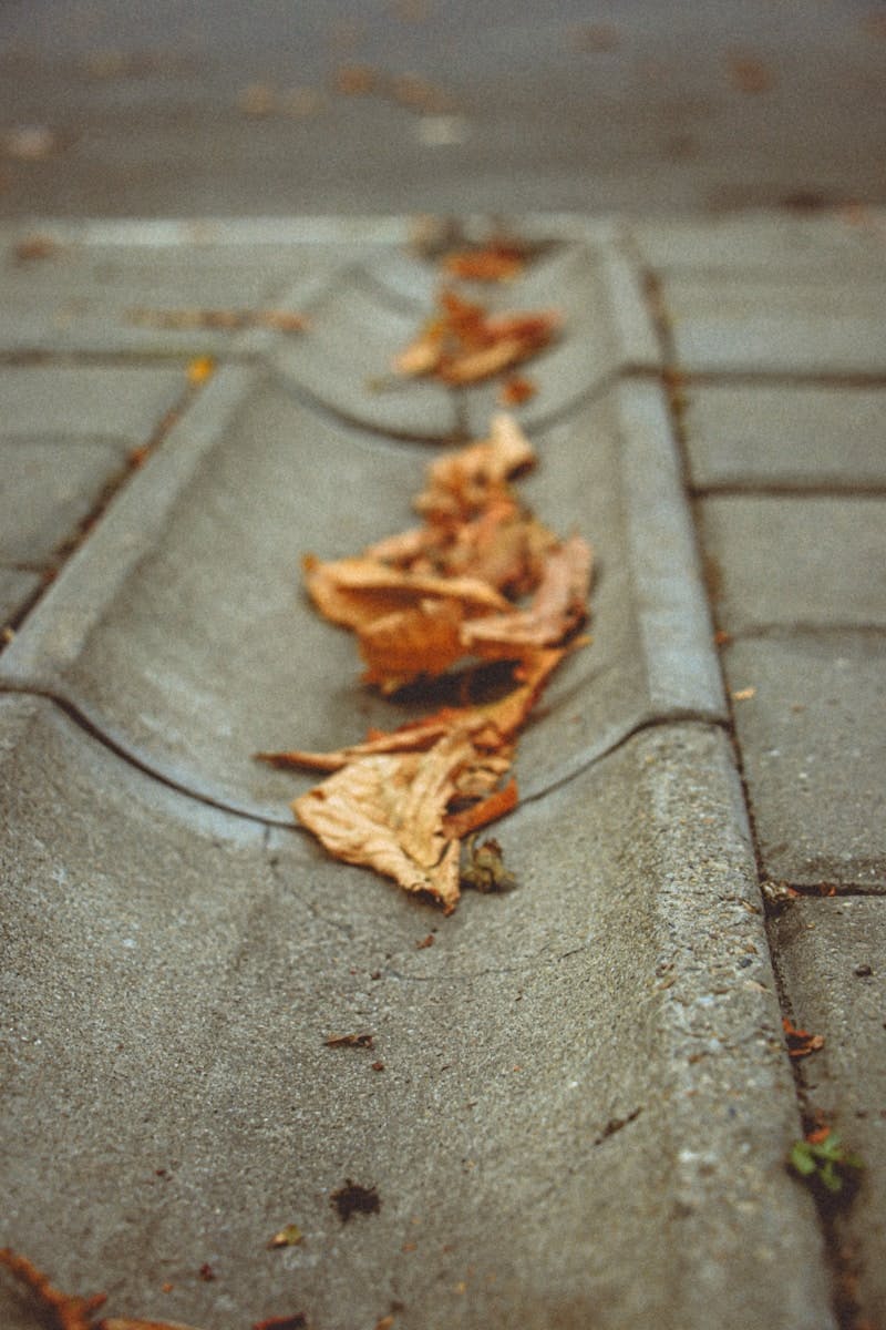 A close up of leaves on a sidewalk