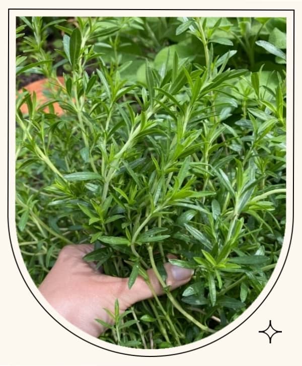 LEARN HOW TO PROPAGATE SOFTWOOD PLANTS