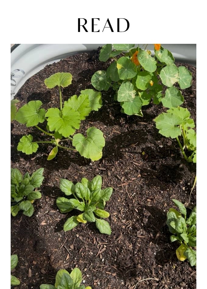 Read How We're Creating A Small Urban Homestead While Renting