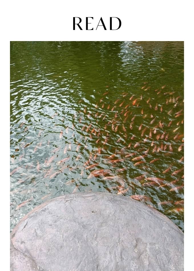 Why Is Everyone Talking About Biomagnification? 