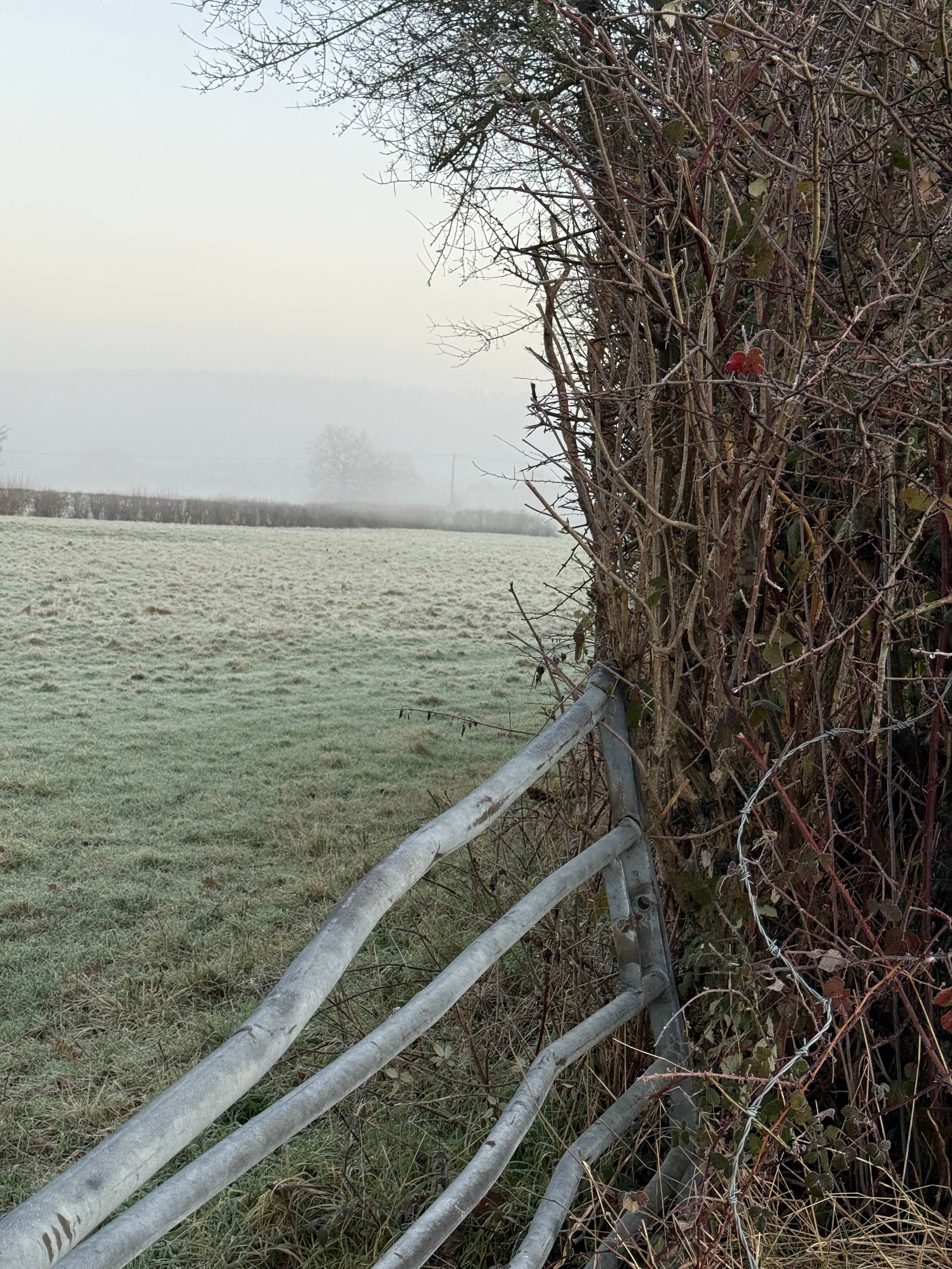 a foggy field of grass with a fence and hedgerow