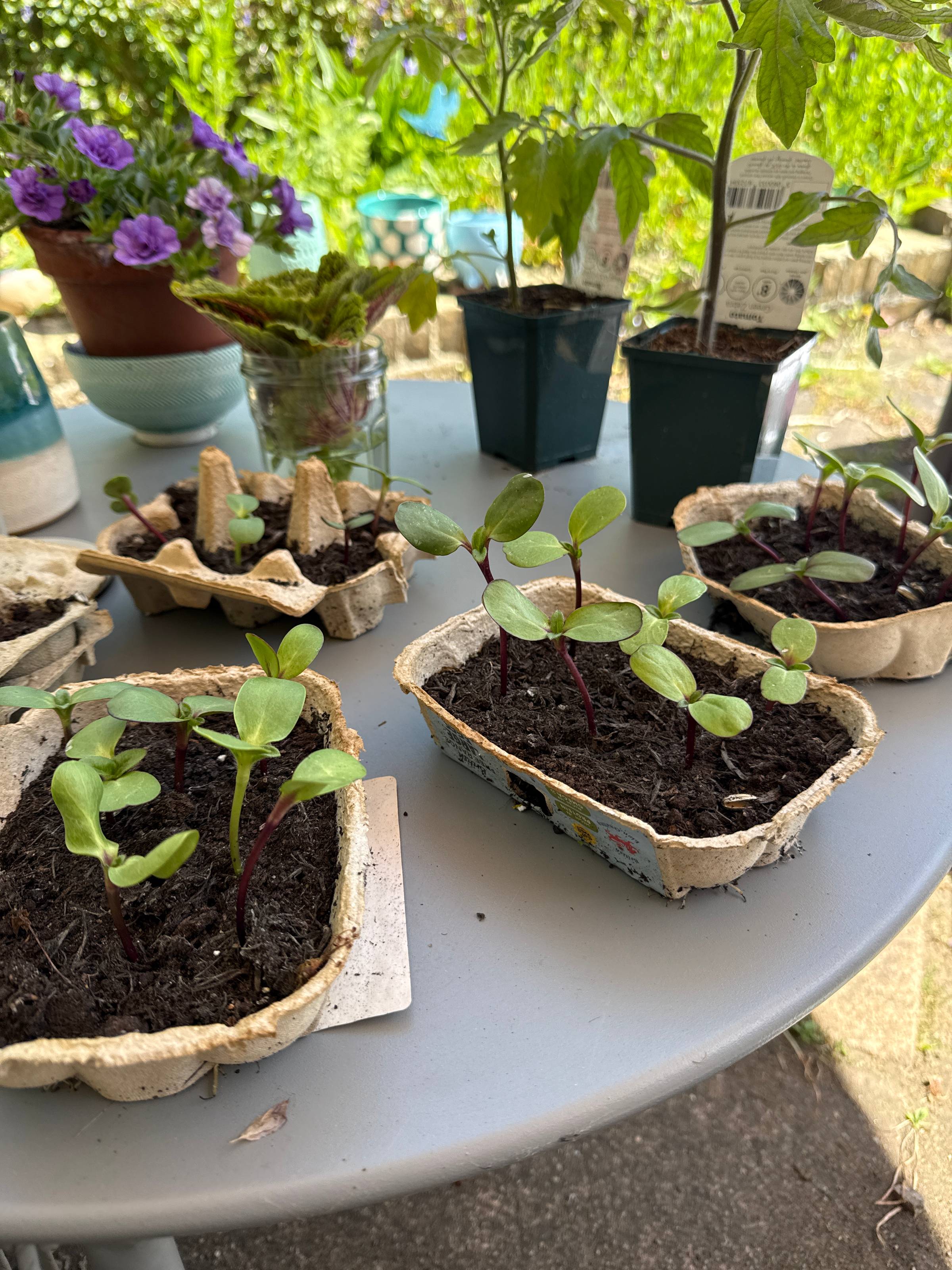 egg cartons on a table with sunflower seeds sprouting.