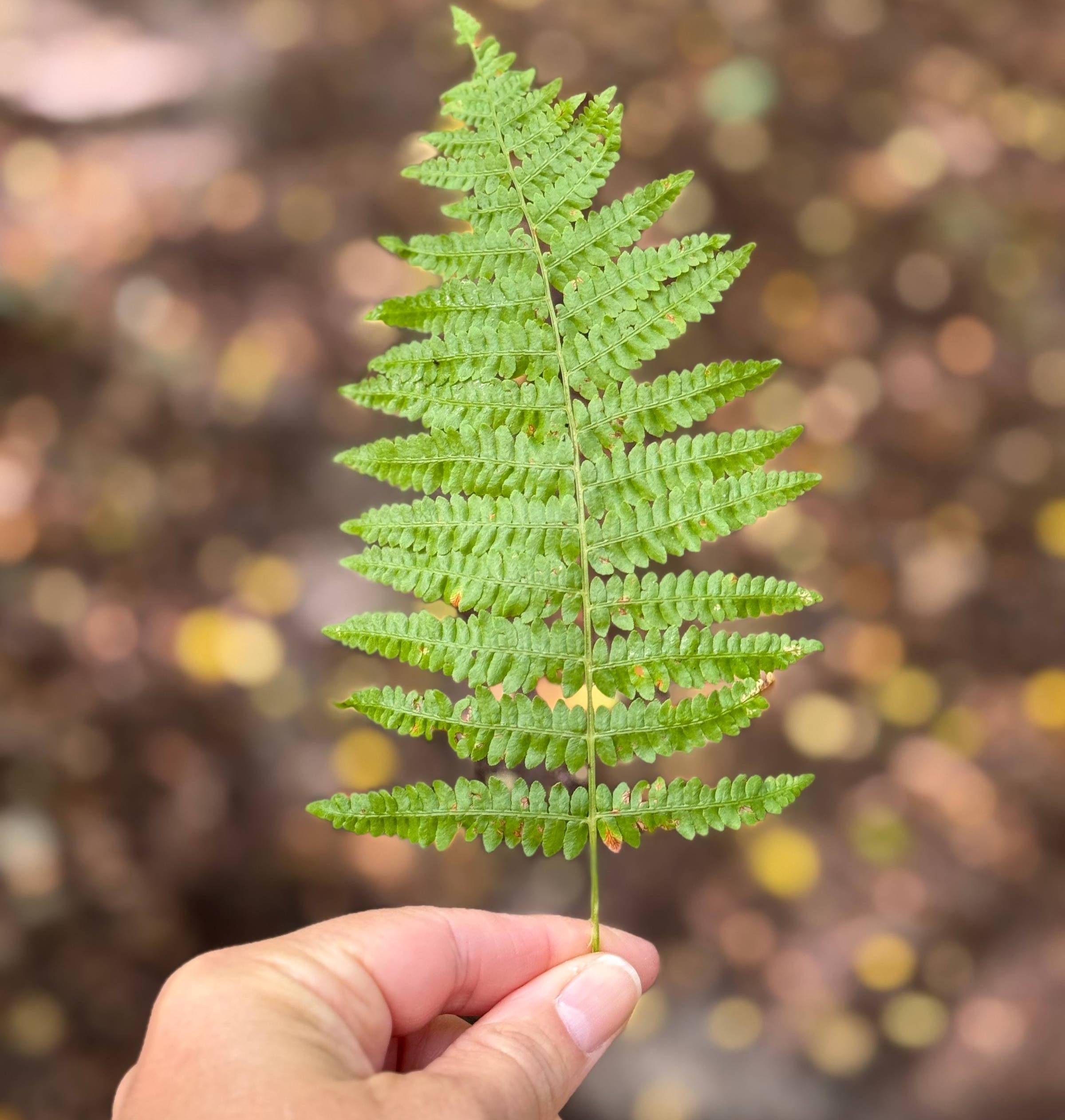 photo of a hand holding a green fern leaf in a forest