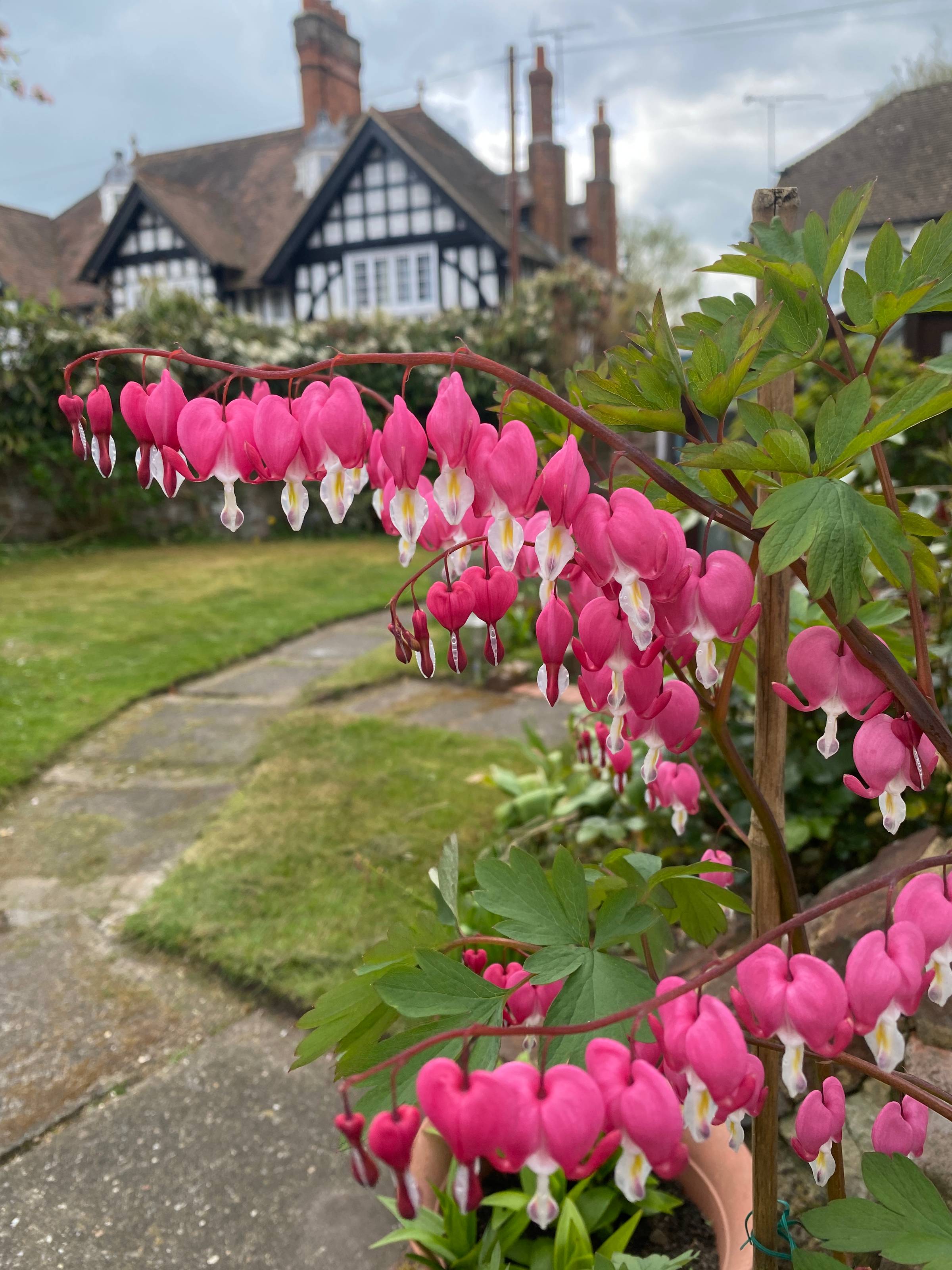 bleeding heart plan, with pink heart shaped flowers